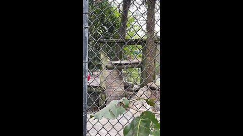 Coyote at Naples Zoo #Coyote #NaplesZoo #NaplesFlorida #LiveStream