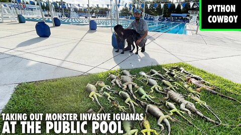 Taking Out Monster Invasive Iguanas At A Public Pool