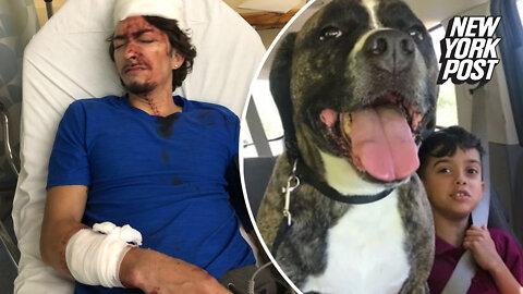 NYC man sues animal shelter after adopted dog mauled him
