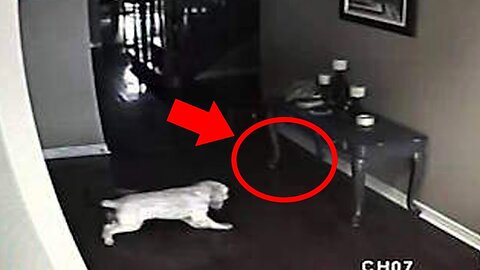 5 Dogs That Saw Something Their Owners Couldn't See Ghosts, ESP, & Paranormal