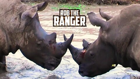 White Rhinoceros Territorial Clash | Archive Rhino Footage