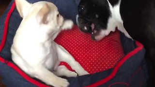 French Bulldog bonds with new puppy addition