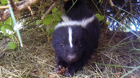 Man films wife close to skunk "just in case" she gets sprayed