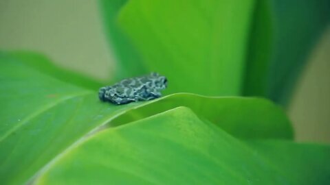 Green frog on green leaf Close up of frog go away from leaf Green leaf frog walking Little animal