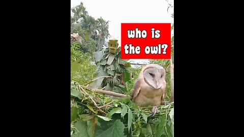 Who is owl 😜