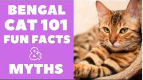 Bengal Cats 101 : Fun Facts & Myths