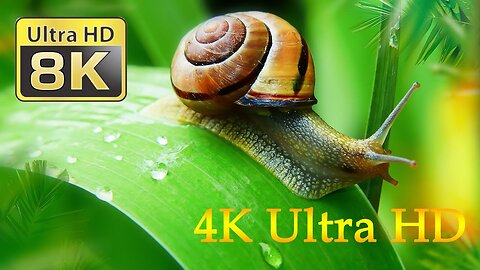 Snails 4K TV Ultra HD 60FPS