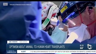 UCSD experts: Pig-to-human heart transplant could be a game-changer