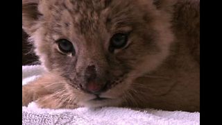 Cute Baby Lion Cubs