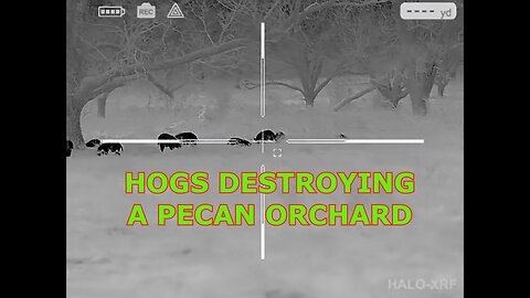 HUNTING HOGS DESTROYING A PECAN ORCHARD
