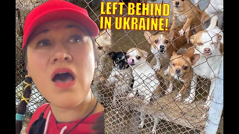 UKRAINE PEOPLE ARE ABANDONING THEIR PETS! ANIMALS LEFT BEHIND IN EUROPE!
