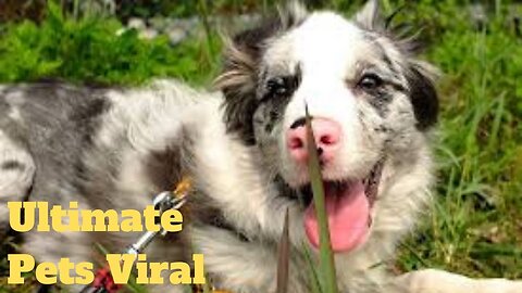 💥Ultimate Pets Viral Weekly😂🙃of 2020 | Funny Animal Videos💥👌