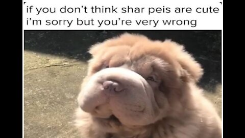 Cute Shar Peis that you don't want miss