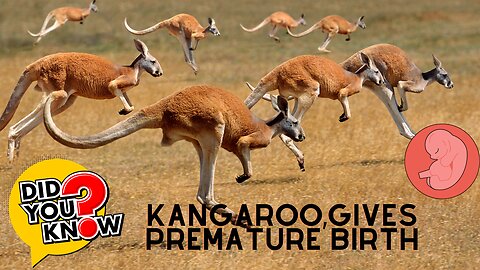 Interesting facts abouts kangaroos