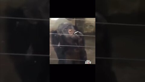 Exposing Animal Cruelty: Shocking Viral Video of Chimpanzee Given a Cigarette!