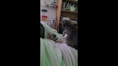 cat and puppy playing