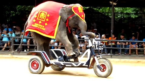 The Elephant Show - Riding the Bicycle