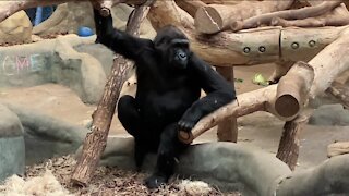 Three Western Lowland gorillas debut at Milwaukee County Zoo