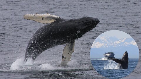 whale jumps out of water during sightseeing tour