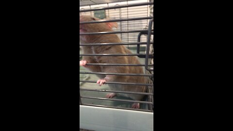 Bulking hamster 3