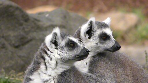 Lemurs Look So Soft