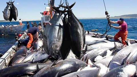 How Tuna Fish are Caught - Harvest, Clean and Cut