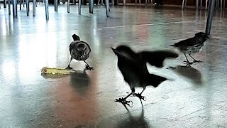 Airport birds in Galapagos Islands feast on a french fry