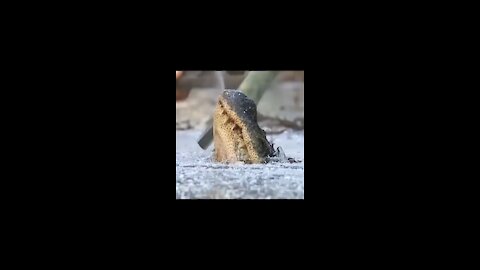 WINTER ICE TRAPPED CROCODILE RESCUE