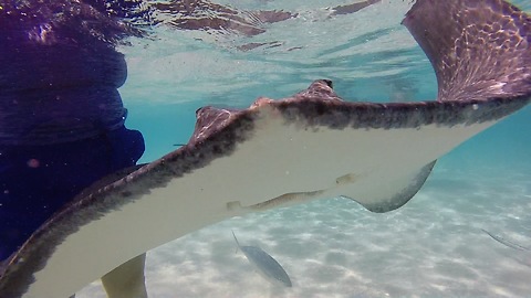 Stingrays collide with woman after almost being stepped on