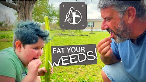 Forage in your Backyard!