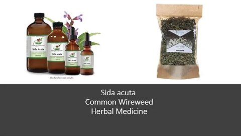 Side acuta Common wireweed Herbal Medicine Benefits