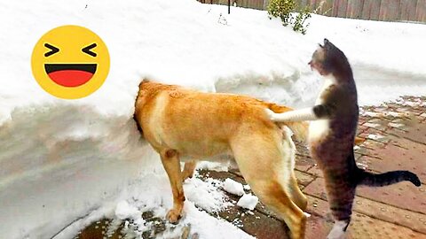Funniest Cats And Dogs Videos 😁 - Best Funny Animal Videos 2024 🥰 Part :- 64
