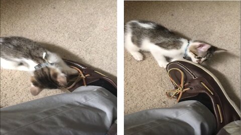 Adorably curious kitten. She is figuring our how to attack the shoes.