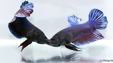 battle of two fish!!!