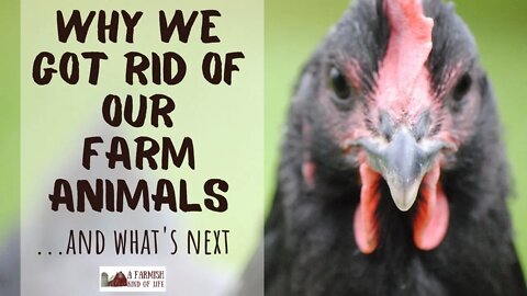 We got rid of our farm animals. Wait, what? | A Farmish Kind of Life | VLOG
