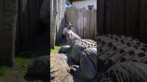 olha o tamanho desse crocodilo 😱😱😱