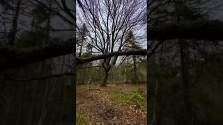 Haunted tree in a Forest