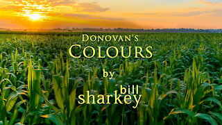 Colours - Donovan (cover-live by Bill Sharkey)