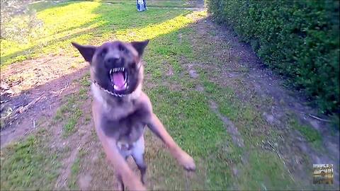 Malinois puppy meets drone