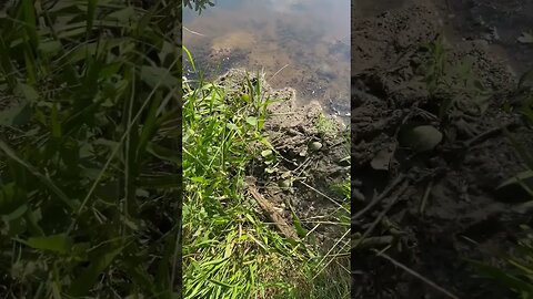 Beavers are back to their shenanigans #familyfarm #beavers #ponds