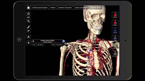 098 The Blood Supply To The Upper Extremities (Main Arteries)