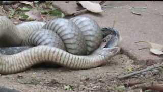 Cobras extremamente venenosas brigam entre si na Austrália
