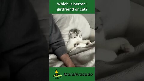 Cat or girlfriend #shorts #funny #cute #wholesome #marshvocado #catsoftiktok #petsoftiktok #fyp