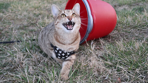 Crazy Kitty Chirps At The Birds In The Tree