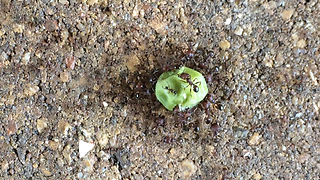 Ant colony shows impressive teamwork by moving pea