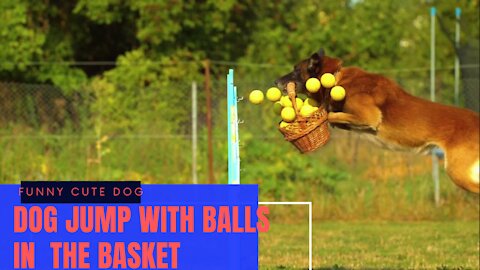 Funny dog jump with balls in the basket