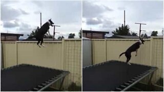 Akrobatisk hund gillar att hoppa trampolin i timmar