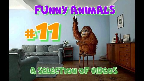 Funny animals / A selection of videos #11