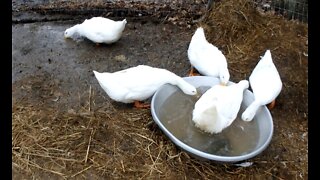 Ducks Swim and Dig in the Mud.