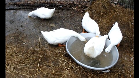 Ducks Swim and Dig in the Mud.